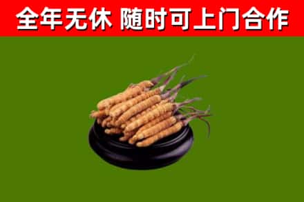 诏安回收散虫草