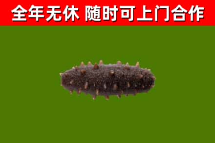 诏安回收海参干